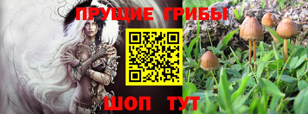 Псилоцибиновые грибы MAGIC MUSHROOMS  Галлюциногенные грибы GOLDEN TEACHER  Вязьма  Вход с VPN 